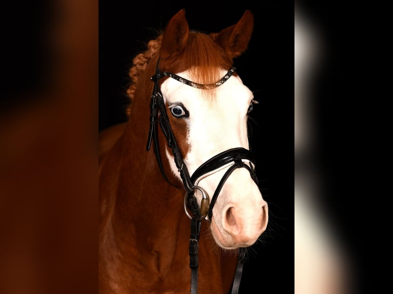 Deutsches Reitpony Wallach 6 Jahre 146 cm Fuchs in Perl