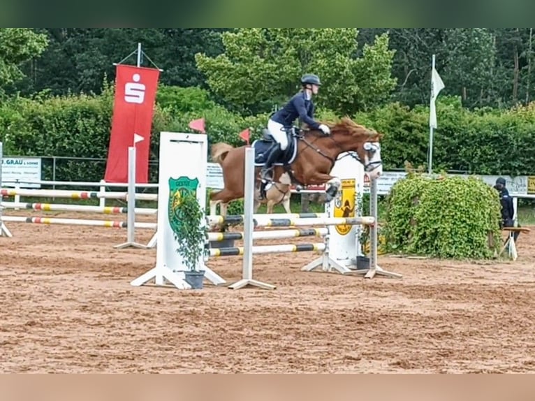 Deutsches Reitpony Wallach 6 Jahre 146 cm Fuchs in Perl