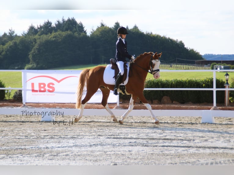 Deutsches Reitpony Wallach 6 Jahre 146 cm Fuchs in Perl