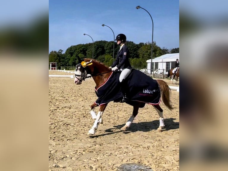 Deutsches Reitpony Wallach 6 Jahre 146 cm Fuchs in Perl