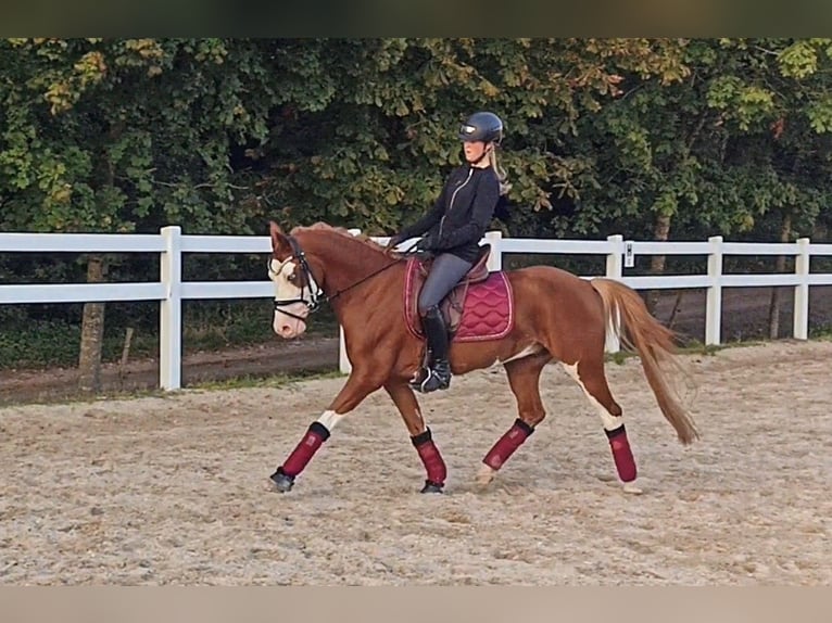 Deutsches Reitpony Wallach 6 Jahre 146 cm Fuchs in Perl