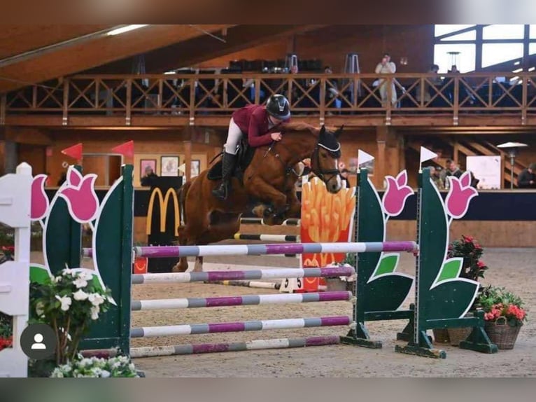 Deutsches Reitpony Wallach 6 Jahre 146 cm Fuchs in Enzesfeld-Lindabrunn