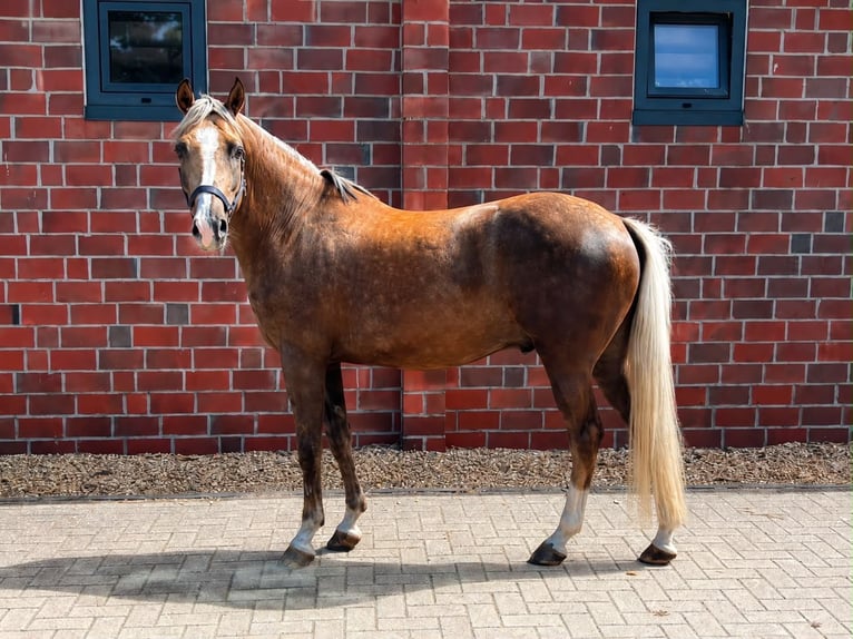 Deutsches Reitpony Wallach 6 Jahre 146 cm Palomino in Dohren