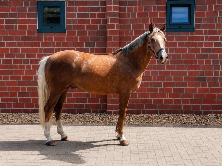 Deutsches Reitpony Wallach 6 Jahre 146 cm Palomino in Dohren