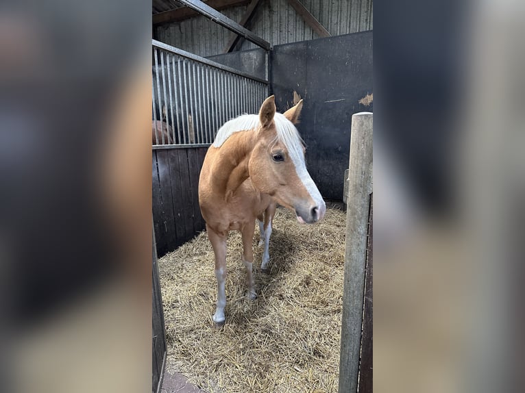 Deutsches Reitpony Wallach 6 Jahre 146 cm Palomino in Jersbek