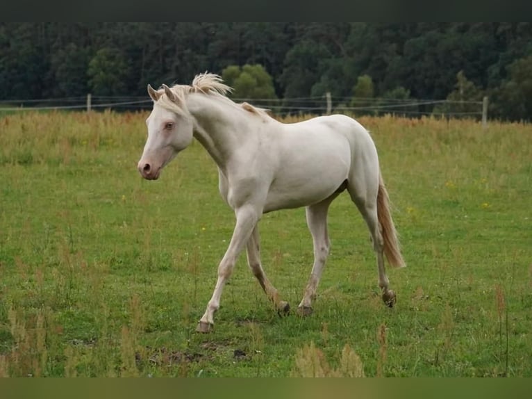 Deutsches Reitpony Wallach 6 Jahre 146 cm Perlino in Kirch Rosin
