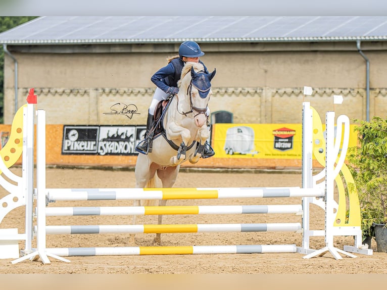 Deutsches Reitpony Wallach 6 Jahre 146 cm Perlino in Kirch Rosin