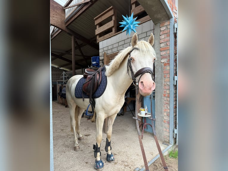 Deutsches Reitpony Wallach 6 Jahre 146 cm Perlino in Kirch Rosin