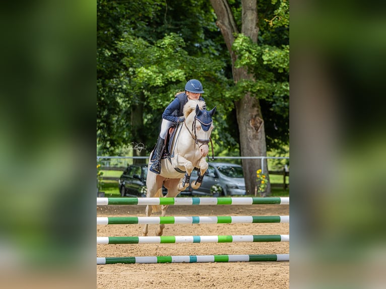 Deutsches Reitpony Wallach 6 Jahre 146 cm Perlino in Kirch Rosin