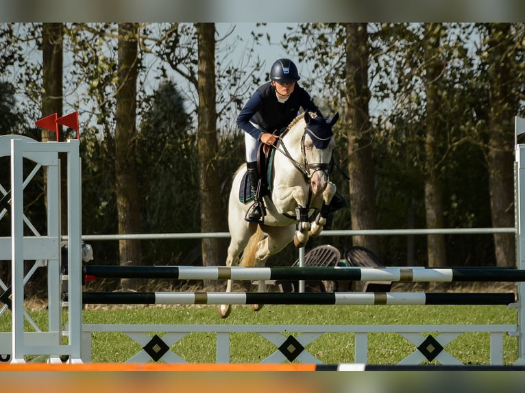 Deutsches Reitpony Wallach 6 Jahre 146 cm Perlino in Kirch Rosin