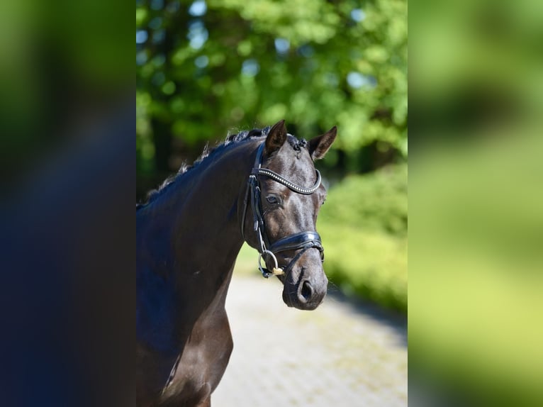 Deutsches Reitpony Wallach 6 Jahre 146 cm Rappe in Visbek