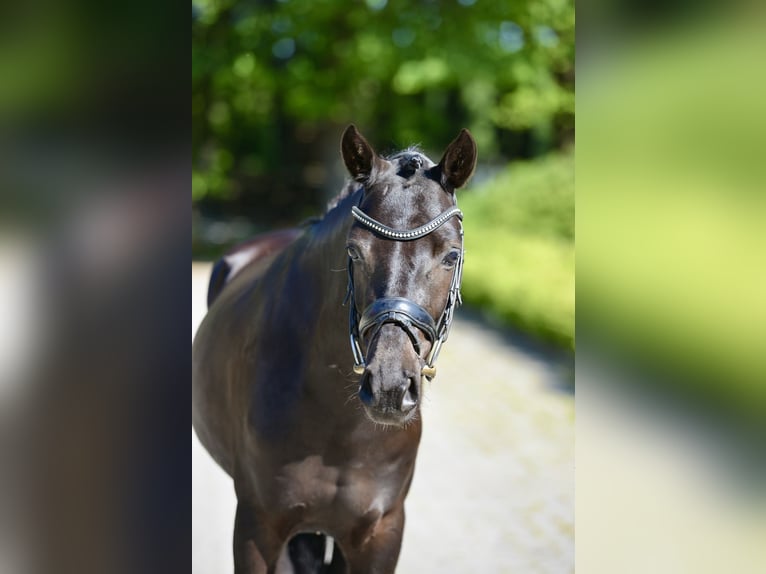 Deutsches Reitpony Wallach 6 Jahre 146 cm Rappe in Visbek