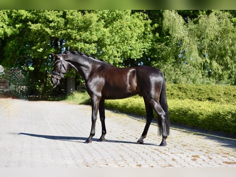 Deutsches Reitpony Wallach 6 Jahre 146 cm Rappe in Visbek