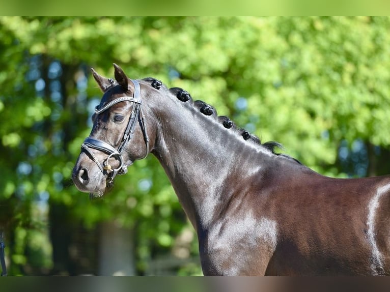 Deutsches Reitpony Wallach 6 Jahre 146 cm Rappe in Visbek