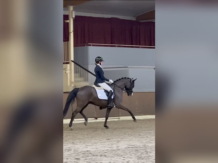 Deutsches Reitpony Wallach 6 Jahre 146 cm Schwarzbrauner in Nottuln