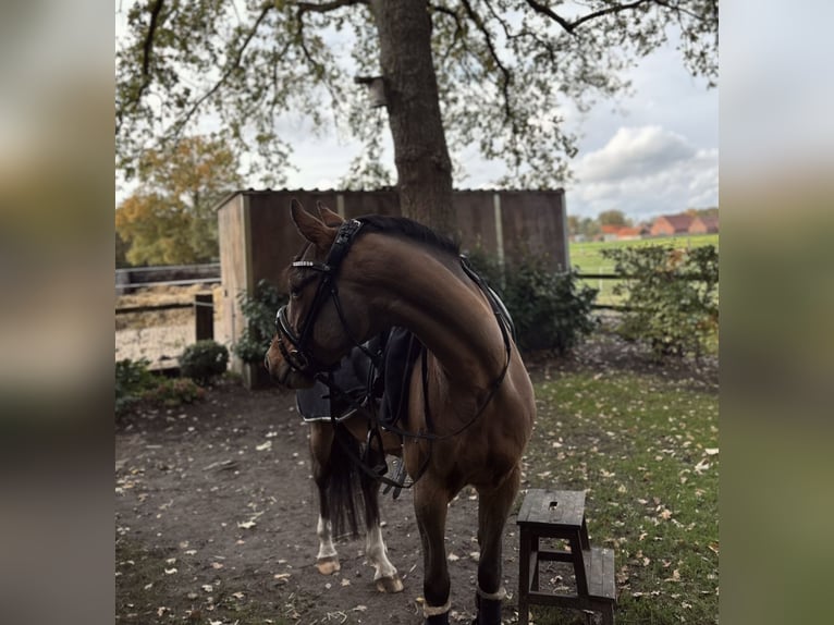 Deutsches Reitpony Wallach 6 Jahre 147 cm Brauner in Ladbergen