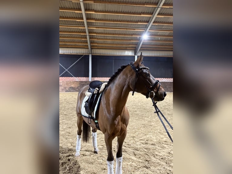 Deutsches Reitpony Wallach 6 Jahre 147 cm Brauner in Ladbergen