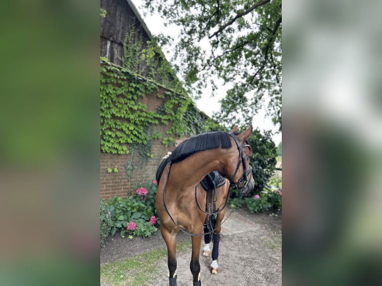 Deutsches Reitpony Wallach 6 Jahre 147 cm Brauner in Ladbergen