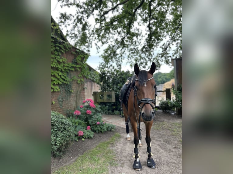 Deutsches Reitpony Wallach 6 Jahre 147 cm Brauner in Ladbergen