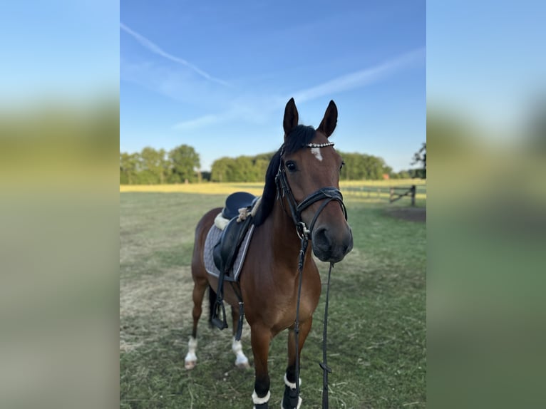 Deutsches Reitpony Wallach 6 Jahre 147 cm Brauner in Ladbergen