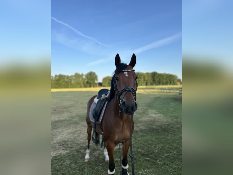 Deutsches Reitpony Wallach 6 Jahre 147 cm Brauner in Ladbergen