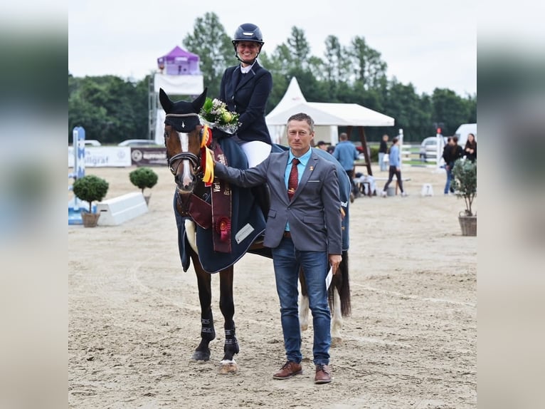 Deutsches Reitpony Wallach 6 Jahre 147 cm Brauner in Belten