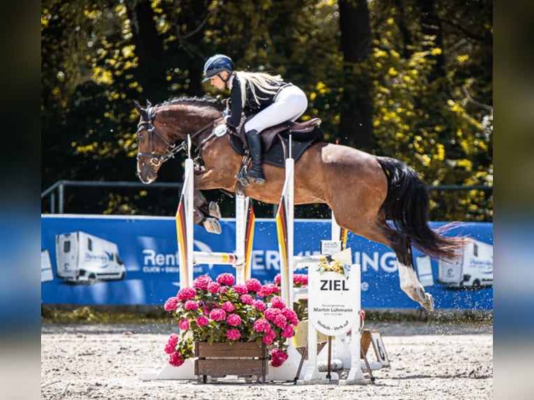 Deutsches Reitpony Wallach 6 Jahre 147 cm Brauner in Belten