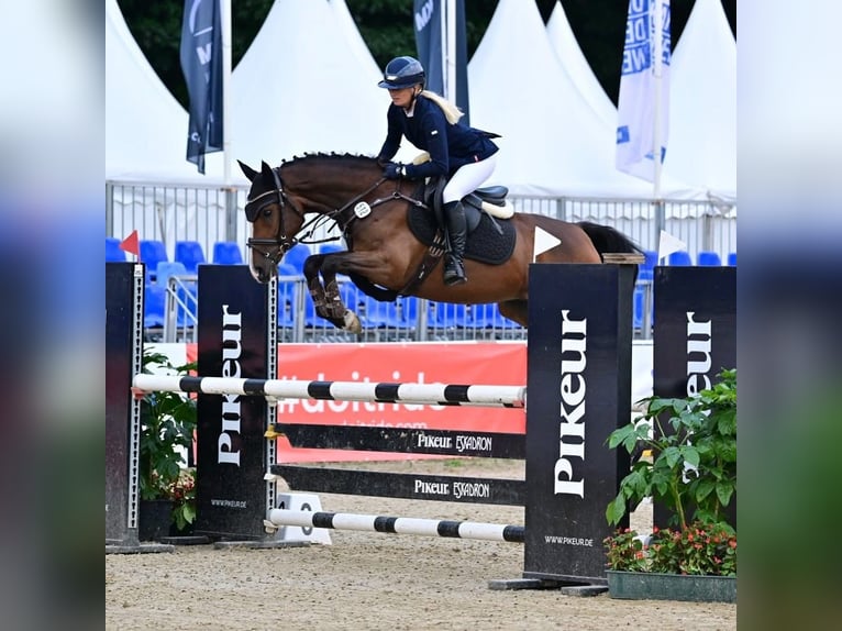 Deutsches Reitpony Wallach 6 Jahre 147 cm Brauner in Belten
