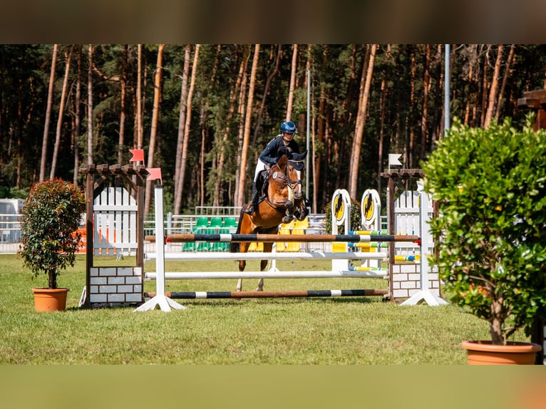 Deutsches Reitpony Wallach 6 Jahre 147 cm Brauner in Belten