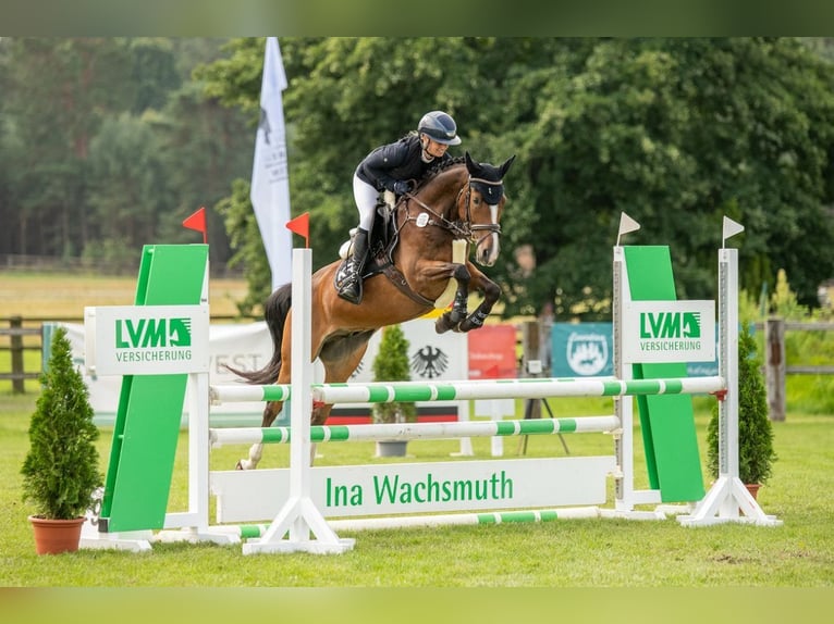 Deutsches Reitpony Wallach 6 Jahre 147 cm Brauner in Belten