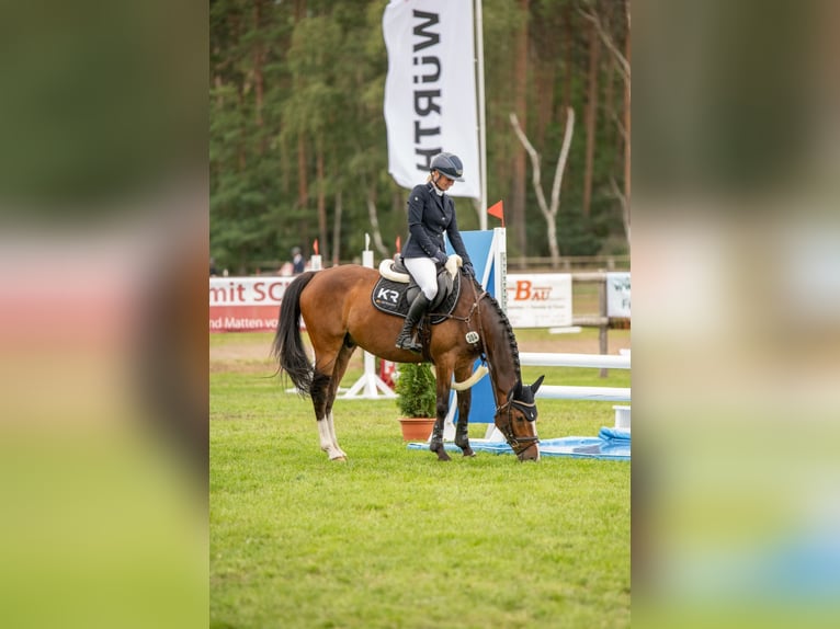 Deutsches Reitpony Wallach 6 Jahre 147 cm Brauner in Belten