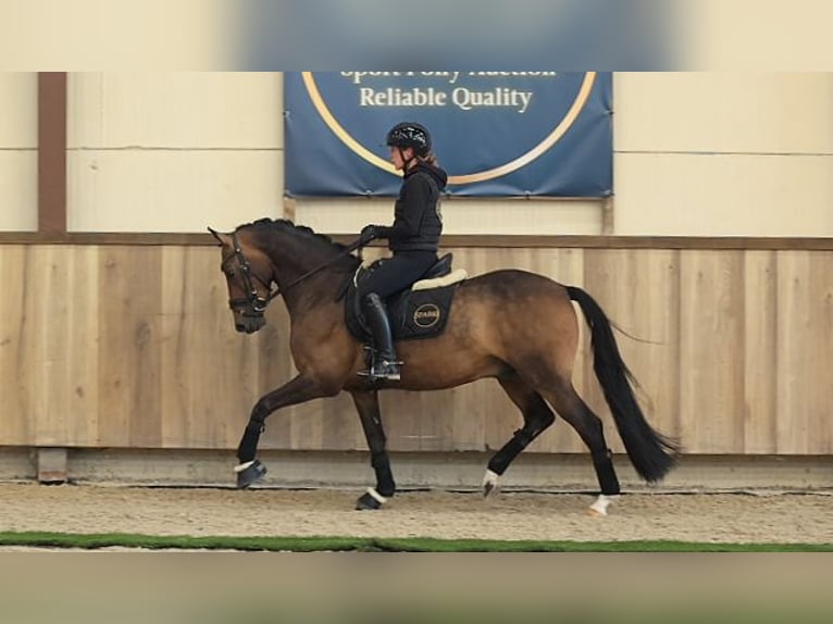 Deutsches Reitpony Wallach 6 Jahre 147 cm Brauner in Oost West en Middelbeers