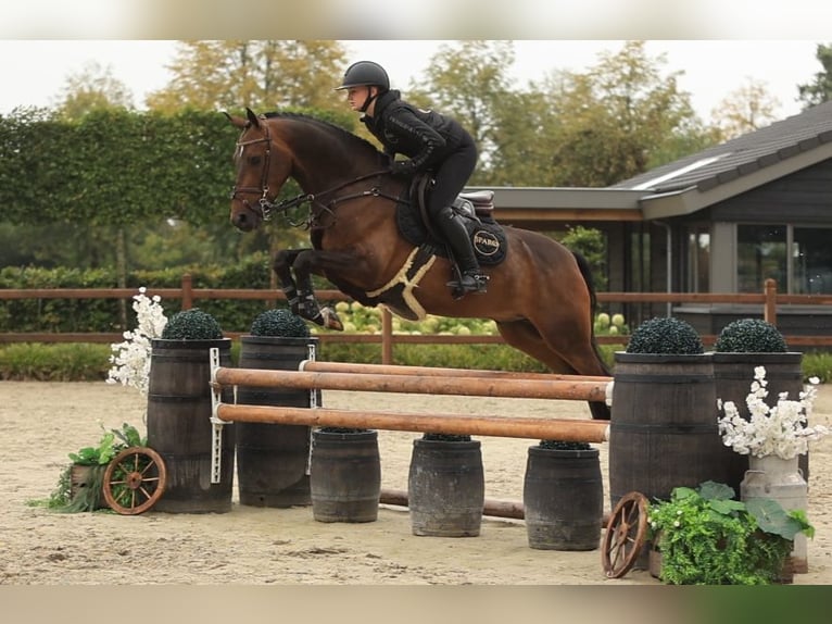 Deutsches Reitpony Wallach 6 Jahre 147 cm Brauner in Oost West en Middelbeers