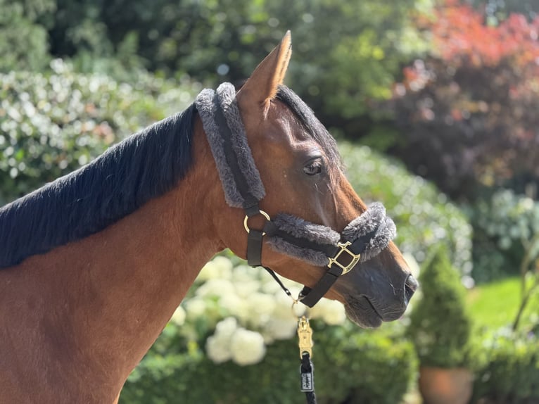 Deutsches Reitpony Wallach 6 Jahre 147 cm Brauner in Wipperf&#xFC;rth
