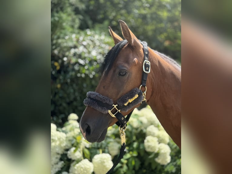 Deutsches Reitpony Wallach 6 Jahre 147 cm Brauner in Wipperf&#xFC;rth