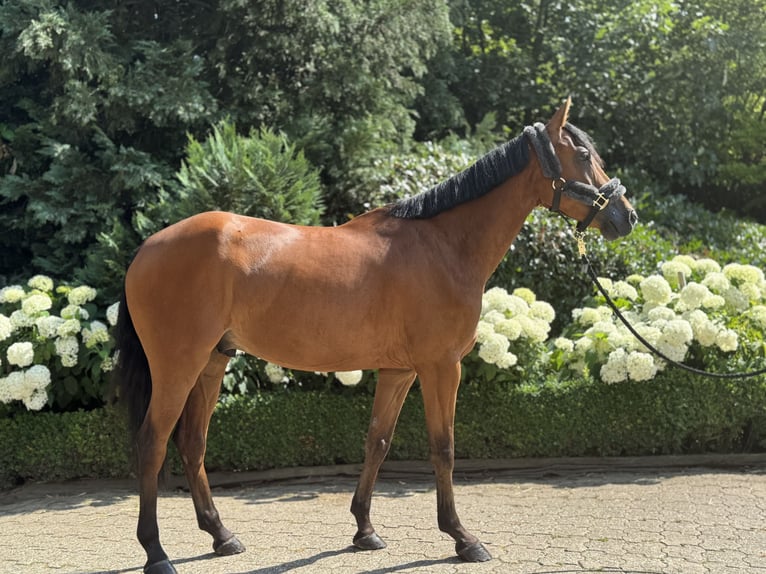 Deutsches Reitpony Wallach 6 Jahre 147 cm Brauner in Wipperf&#xFC;rth