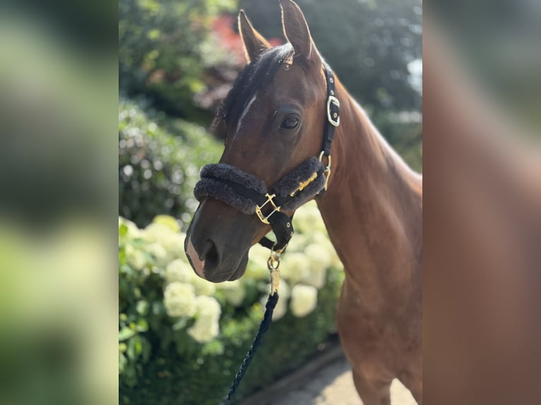 Deutsches Reitpony Wallach 6 Jahre 147 cm Brauner in Wipperf&#xFC;rth