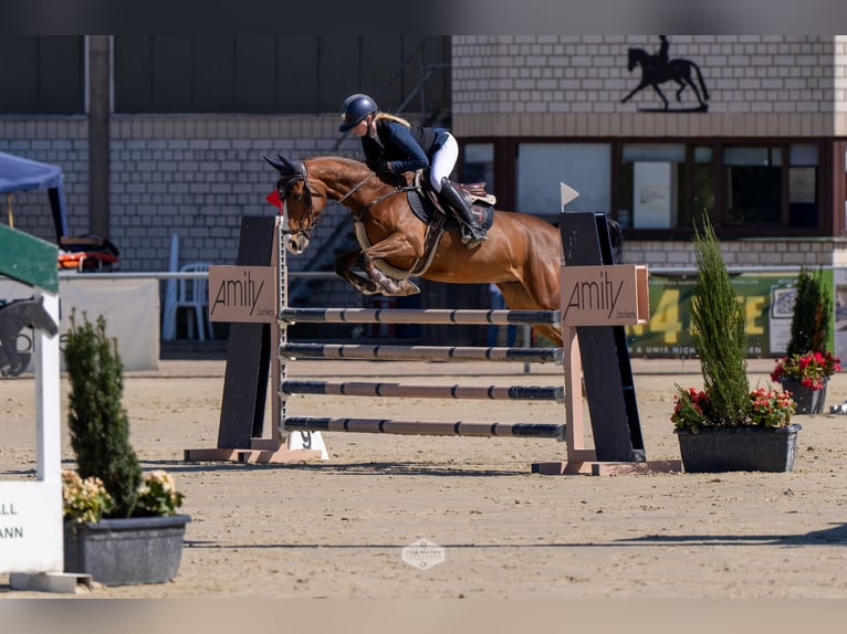 Deutsches Reitpony Wallach 6 Jahre 147 cm Brauner in Herten