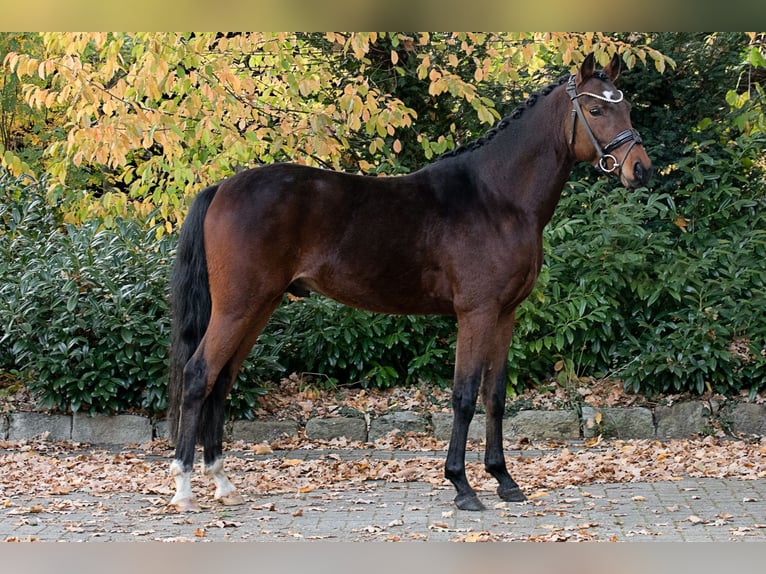 Deutsches Reitpony Wallach 6 Jahre 147 cm Brauner in Spelle