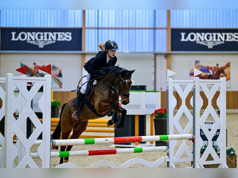 Deutsches Reitpony Wallach 6 Jahre 147 cm Brauner in Spelle