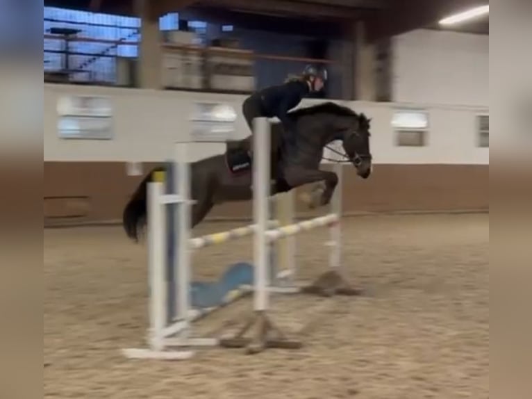 Deutsches Reitpony Wallach 6 Jahre 147 cm Brauner in Lindlar