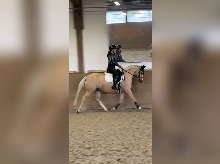 Deutsches Reitpony Wallach 6 Jahre 147 cm in Nersingen