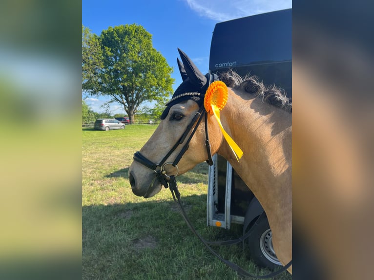Deutsches Reitpony Wallach 6 Jahre 147 cm in Loxstedt