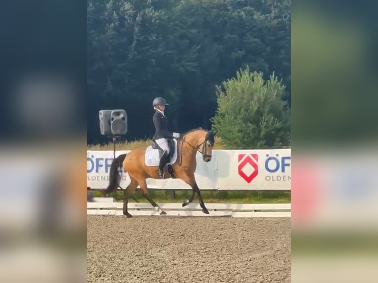 Deutsches Reitpony Wallach 6 Jahre 147 cm in Loxstedt