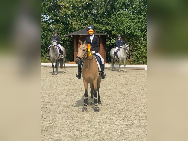 Deutsches Reitpony Wallach 6 Jahre 147 cm in Loxstedt