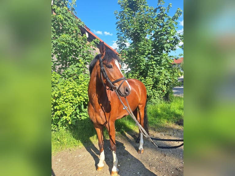 Deutsches Reitpony Wallach 6 Jahre 147 cm in Gangkofen