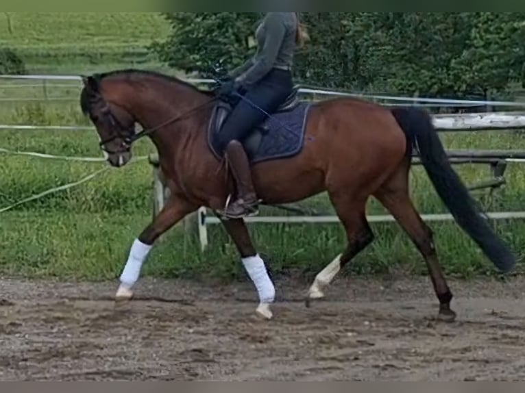 Deutsches Reitpony Wallach 6 Jahre 147 cm in Gangkofen