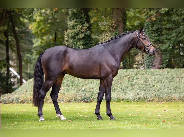 Deutsches Reitpony Wallach 6 Jahre 147 cm Dunkelbrauner in Schwäbisch Gmünd