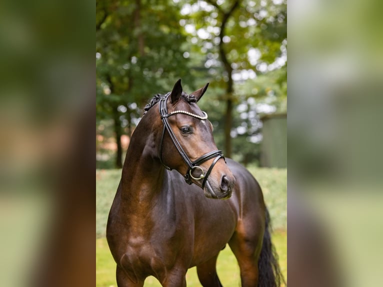 Deutsches Reitpony Wallach 6 Jahre 147 cm Dunkelbrauner in Schwäbisch Gmünd