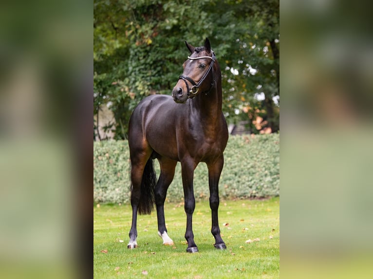 Deutsches Reitpony Wallach 6 Jahre 147 cm Dunkelbrauner in Schwäbisch Gmünd